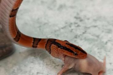 Schlangen kaufen und verkaufen Foto: 1.1 Oreocryptophis porphyraceus pulchra 2023