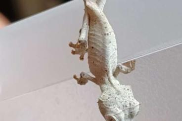 Geckos kaufen und verkaufen Photo: 1.1 Uroplatus ebenaui HAMM