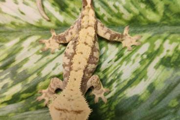 Geckos kaufen und verkaufen Photo: 0.0.95 Correlophus cliatus 