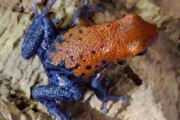 Poison dart frogs kaufen und verkaufen Photo: Biete folgende Oophaga und Ranitomeya