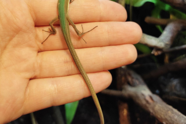 Lizards kaufen und verkaufen Photo: Takydromus smaragdinus 1.0