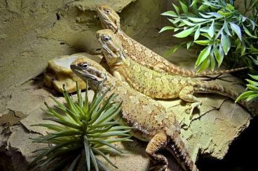 Bearded dragons kaufen und verkaufen Photo: 1.2 Pogona Henrylawsoni Adult 