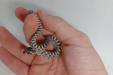 Snakes kaufen und verkaufen Photo: Hognose 1.2 Axanthic 66% lavender, albino