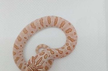 Schlangen kaufen und verkaufen Foto: 2.4 Hognose Arctic Toffe Conda cb24