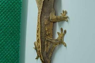 Geckos kaufen und verkaufen Photo: Kronengecko Nachwuchs, Correlophus Ciliatus