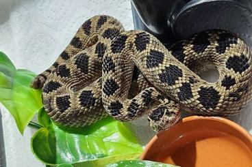 Venomous snakes kaufen und verkaufen Photo: For sell                                           