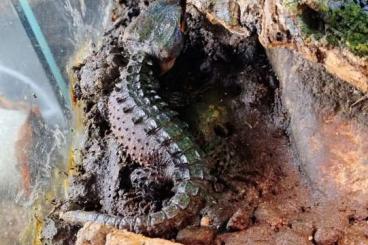 Lizards kaufen und verkaufen Photo: 1.0 tribolonotus gracilis Rotaugen Buschkrokodil 
