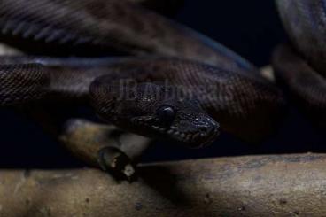 Boas kaufen und verkaufen Photo: 1.1 Leopard Garden Corallus Hortulanus Garten boa ATB Amazon Tree Boa 