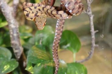 Snakes kaufen und verkaufen Photo: Boiga siamensis  for Hamm september 