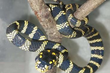 Snakes kaufen und verkaufen Photo: 1.0 Boiga dendrophila latifasciata,  2.1 Boiga siamensis 