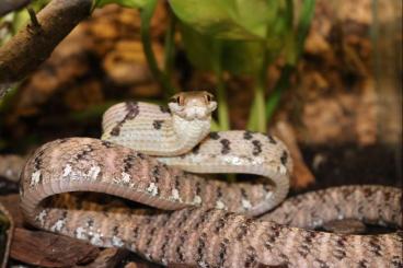 Schlangen kaufen und verkaufen Foto: Boiga siamensis  for Hamm