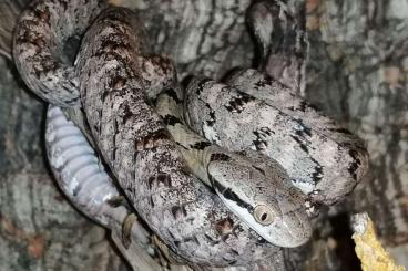 Schlangen kaufen und verkaufen Foto: Boiga siamensis cb 2023 /cb 2024 for snakeday