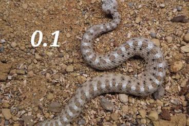 Venomous snakes kaufen und verkaufen Photo: 1.1 crotalus cerastes laterorepens CB23