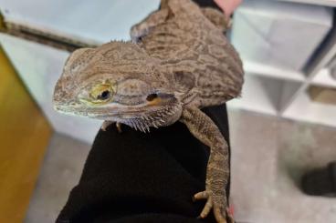 Agama kaufen und verkaufen Photo: Bartagame  Bock sucht neues Zuhause  kostenlos 