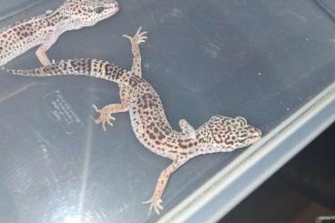 Geckos kaufen und verkaufen Foto: 3 Leopardgeckos in gute hände