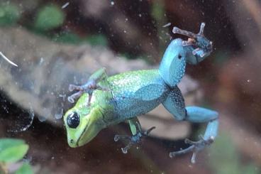 Poison dart frogs kaufen und verkaufen Photo: Biete 1.0 Oophaga Granulifera Quepos