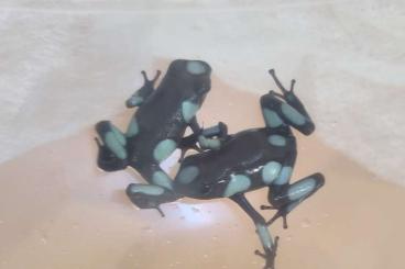 Poison dart frogs kaufen und verkaufen Photo: Oophaga Histrionica 0.0.3