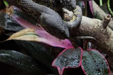 Venomous snakes kaufen und verkaufen Photo: 1.1 Trimeresurus purpureomaculatus DNZ 2021