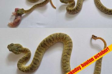 Giftschlangen kaufen und verkaufen Foto: Atheris Squamigera 0.0.10 CBB 02/2024