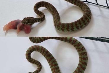 Giftschlangen kaufen und verkaufen Foto: Trimeresurus venustus cbb 03.2024