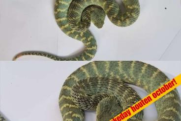 Venomous snakes kaufen und verkaufen Photo: 0.1 Atheris squamigera cbb 2022 - RESERVED -