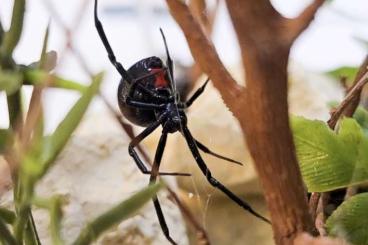 echte Webspinnen kaufen und verkaufen Foto: Latrodectus males wanted!