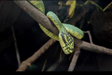 Venomous snakes kaufen und verkaufen Photo: 0.1 Craspedocephalus trigonocephalus cbb 2022