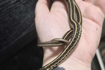 Nattern ungiftige  kaufen und verkaufen Foto: 0.2 Thamnophis radix het. nebrasca albino cbb 2023