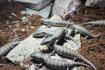 Skinke kaufen und verkaufen Foto: Teliqua scincoides chimaera Skinke kaufen und verkaufen Foto: Teliqua scincoides chimaera