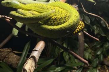 Schlangen kaufen und verkaufen Foto: Dendroaspis jamesoni, Ophiophagus hannah 