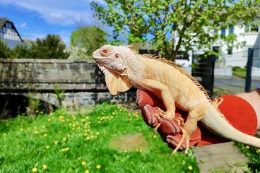 Lizards kaufen und verkaufen Photo: Experienced breeding pair of Red-Albino Iguana 
