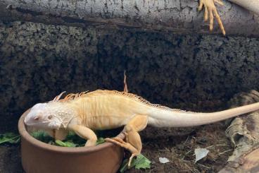 Echsen  kaufen und verkaufen Foto: 1.0 Crimson Iguana / red Albino grüner Leguan 