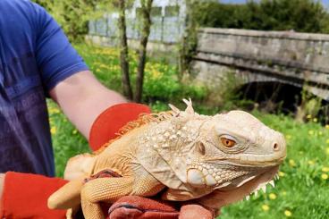 Echsen  kaufen und verkaufen Foto: 0.1 Crimson Iguana / Red Albino grüner Leguan 