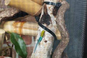 Geckos kaufen und verkaufen Photo: Phelsuma Klemmeri NZ 2023/24