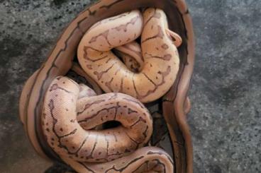 Ball Pythons kaufen und verkaufen Photo: Nachzuchten Pied und 100% het. Pieds