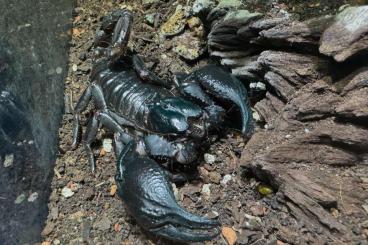 Skorpione kaufen und verkaufen Foto: Heterometrus silenus Nachzuchten 