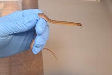 Snakes kaufen und verkaufen Photo: Dasypeltis gansi NZ2024 abzugeben