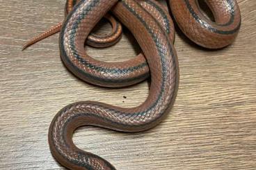 Schlangen kaufen und verkaufen Foto: Verkaufe 1,0 Oreocryptophis porphyraceus coxi Tolles Zuchtmännchen 5 J