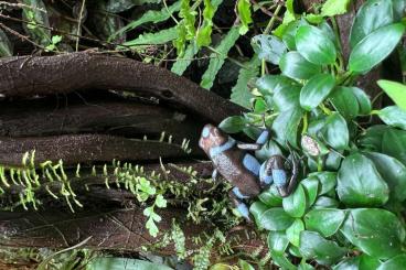 Poison dart frogs kaufen und verkaufen Photo: Verkaufe Oophaga histrionika blue
