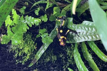 Poison dart frogs kaufen und verkaufen Photo: Oophaga histrionica anchicaya