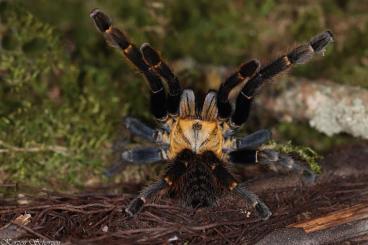 - bird spiders kaufen und verkaufen Photo: For Hamm 11.03 or Shipping 