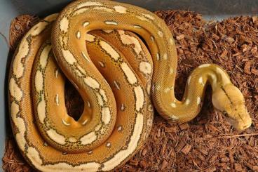 Pythons kaufen und verkaufen Photo: Reticulated python / Netzpython 
