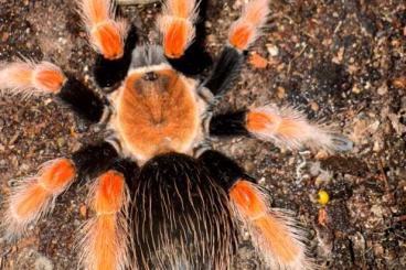 - bird spiders kaufen und verkaufen Photo: Vogelspinnen / Abholung Raum Stuttgart / Weinstadt 