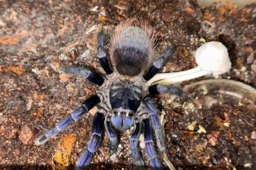 - bird spiders kaufen und verkaufen Photo: Vogelspinnen / Abholung Raum Stuttgart 