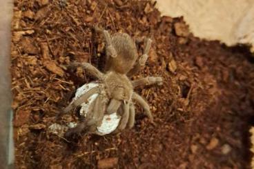 Spiders and Scorpions kaufen und verkaufen Photo: Bulk slings for hamm 08/03