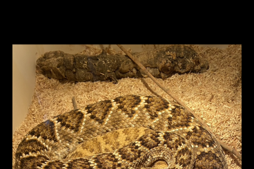 Venomous snakes kaufen und verkaufen Photo: Crotalus Atrox NZ 2017 1.0 Male 