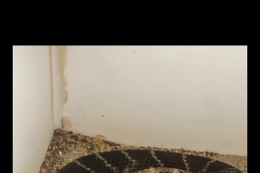 Venomous snakes kaufen und verkaufen Photo: Crotalus Atrox 1.1 melanistic cb 2020 breeding pair 