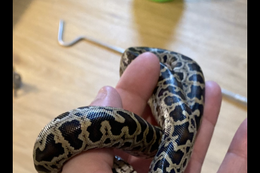 Pythons kaufen und verkaufen Foto: 100% super dwarf Python Bivittatus 0.1