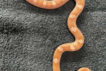 Nattern ungiftige  kaufen und verkaufen Foto: Kornnattern cornsnakes cb24 motley Tessera scaleless