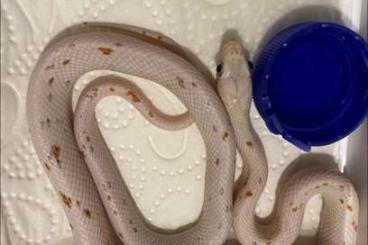 Nattern ungiftige  kaufen und verkaufen Foto: Cornsnake palmetto het scaleless 